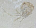 Two Cretaceous Fossil Shrimp - Lebanon #52772-1
